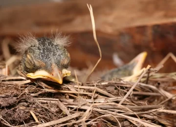 1152769_baby-bird-resting-in-nest-e1616408686176