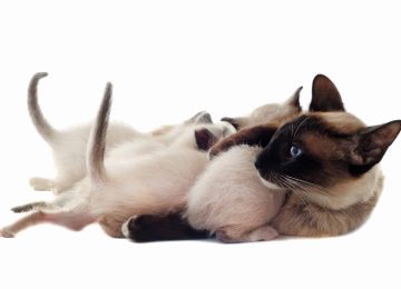 2884857_siamese-kitten-and-mother